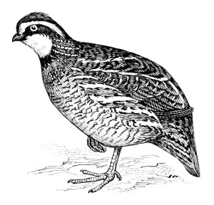 Bobwhite-scetch