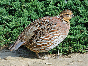 Northern_Bobwhite_female_RWD-qf